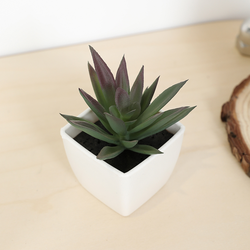 Bonsai Garden Ideas - 미니 인공 즙이 많은 요정 컵