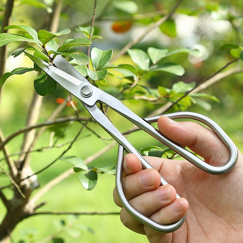 부드러운 잎 가위 분재 도구 가지 가위 연장형 스테인리 - Bonsai Garden Knife 리뷰 및 가격